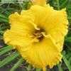 Thumbnail #3 of Hemerocallis  by Calif_Sue