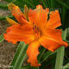 Thumbnail #3 of Hemerocallis  by EROCTUSE2