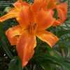 Thumbnail #5 of Hemerocallis  by DaylilySLP