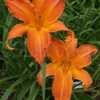 Thumbnail #4 of Hemerocallis  by DaylilySLP