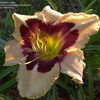 Thumbnail #3 of Hemerocallis  by DaylilySLP