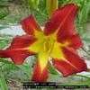 Thumbnail #2 of Hemerocallis  by jody