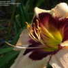 Thumbnail #4 of Hemerocallis  by DaylilySLP