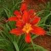 Thumbnail #4 of Hemerocallis  by rdbchick