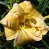 Thumbnail #2 of Hemerocallis  by 33libra