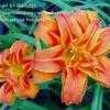 Thumbnail #1 of Hemerocallis fulva by Shelly221