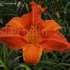 Thumbnail #2 of Hemerocallis  by DaylilySLP