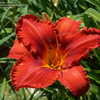 Thumbnail #4 of Hemerocallis  by Mainer