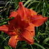 Thumbnail #5 of Hemerocallis  by DaylilySLP