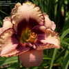 Thumbnail #4 of Hemerocallis  by DaylilySLP