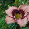 Thumbnail #1 of Hemerocallis  by asturnut