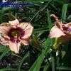 Thumbnail #5 of Hemerocallis  by poppysue