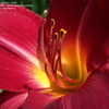 Thumbnail #3 of Hemerocallis  by DaylilySLP