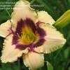 Thumbnail #1 of Hemerocallis  by Sherlock221