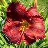 Thumbnail #2 of Hemerocallis  by Melissa_Ohio