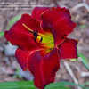 Thumbnail #4 of Hemerocallis  by Sherlock221