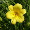 Thumbnail #4 of Hemerocallis  by shrubbs