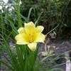 Thumbnail #2 of Hemerocallis  by 12344