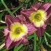 Thumbnail #3 of Hemerocallis  by carolann