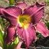 Thumbnail #1 of Hemerocallis  by Melissa_Ohio