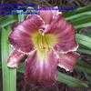 Thumbnail #3 of Hemerocallis  by fearneyhough