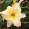 Thumbnail #3 of Hemerocallis  by FruitOfTheVine