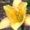 Thumbnail #4 of Hemerocallis  by boojum