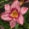 Thumbnail #4 of Hemerocallis  by EROCTUSE2