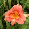 Thumbnail #4 of Hemerocallis  by asturnut