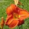 Thumbnail #3 of Hemerocallis  by MikenMyrtle