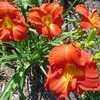 Thumbnail #4 of Hemerocallis  by MikenMyrtle