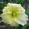 Thumbnail #3 of Hemerocallis  by rainswood