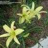 Thumbnail #2 of Hemerocallis  by TerriFlorida