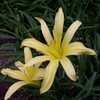 Thumbnail #5 of Hemerocallis  by Hemental