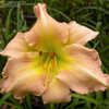 Thumbnail #3 of Hemerocallis  by DaylilyDiva219