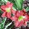 Thumbnail #2 of Hemerocallis  by lincolnitess