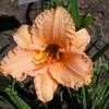 Thumbnail #3 of Hemerocallis  by Tree_Climber