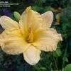 Thumbnail #4 of Hemerocallis  by 12344