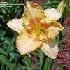 Thumbnail #4 of Hemerocallis  by hemlady