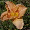 Thumbnail #3 of Hemerocallis  by DaylilySLP