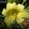 Thumbnail #1 of Hemerocallis  by ialeggs2