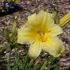 Thumbnail #5 of Hemerocallis  by KevinMc