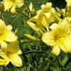 Thumbnail #3 of Hemerocallis  by TBGDN