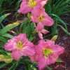 Thumbnail #5 of Hemerocallis  by mattsmom