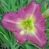 Thumbnail #4 of Hemerocallis  by patience888