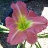 Thumbnail #3 of Hemerocallis  by pixie62560