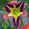 Thumbnail #4 of Hemerocallis  by mattsmom