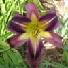 Thumbnail #3 of Hemerocallis  by daylily970