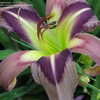 Thumbnail #5 of Hemerocallis  by DayBloomer