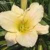 Thumbnail #5 of Hemerocallis  by DaylilySLP